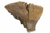 Fossil Woolly Mammoth Molar - Siberia #292761-4